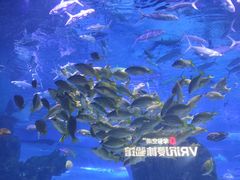 -海合安武汉极地海洋公园