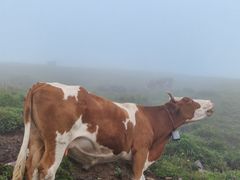 -灵山