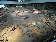-自贡恐龙博物馆
