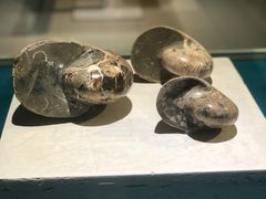 -青岛贝壳博物馆