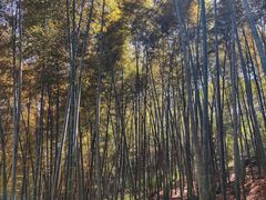 -上海佘山国家森林公园天马山园