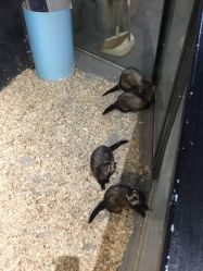 -酷嗒动物文化乐园(cutezoo西溪乐天城店)