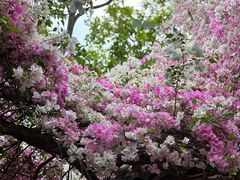 -深圳国际园林花卉博览园