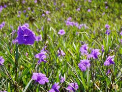 -深圳市人才园(深南大道店)