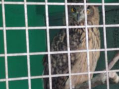 -西霞口神雕山野生动物世界