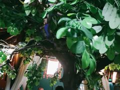 -佬麻雀·剁椒鱼头(京基KK One店)