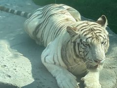 -北京野生动物园