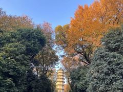 -灵谷景区