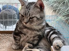 -猫咪派对(江南西店)