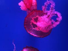 -芜湖新华联大白鲸海洋公园