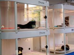 -翊宠yipet猫狗购宠庄园犬舍•猫舍