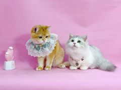 -1013 PET SHOP精品宠物商店(丁香店)