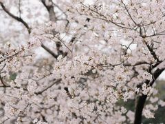 -苏州上方山国家森林公园