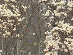 -呀路古热带植物园