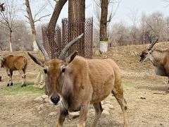 -北京野生动物园