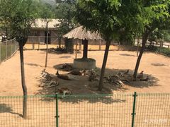 -石家庄市动物园