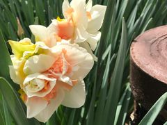 -丹东路渡口(轮渡站)