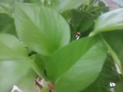 -紫鑫阁饭庄(长安店)