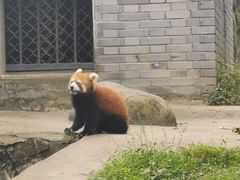 -都江堰中华大熊猫苑