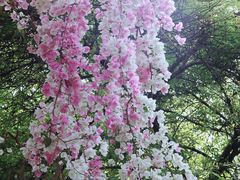 -深圳国际园林花卉博览园