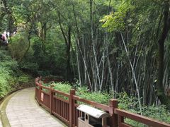 -天鹿湖森林公园
