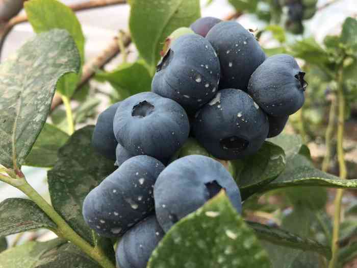 蓝呗呗蓝莓草莓采摘园通州区马驹桥店