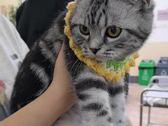 -美联众合动物医院·24h转诊中心