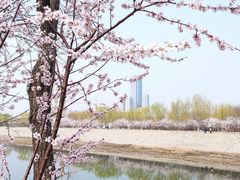 -桃花堤公园