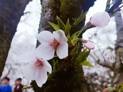 -武汉大学-樱园