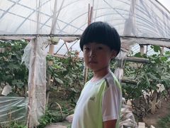 -马陆小张葡萄园农家乐