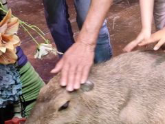 -正佳雨林生态植物园