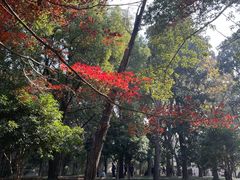-西园戒幢律寺