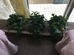 -谜秀专业半永久纹眉纹绣美瞳线洗眉