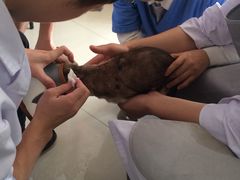 -创凡宠物医院·骨专科  猫科中心(西乡分院)