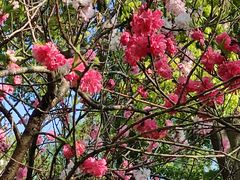 -南汇桃花村