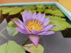 -上海辰山植物园