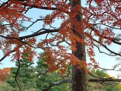 -京都御所