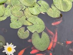 -阳澄湖半岛旅游度假区