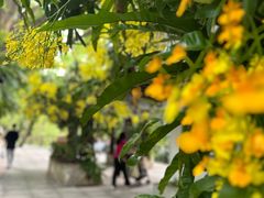 -深圳仙湖植物园