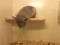 -龙猫仔乐园(惠福东路店)