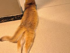 -藏猫猫咖啡主题馆(中央大道店)