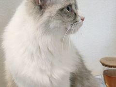 -喵喵咪呀布偶猫咖(春熙路店)