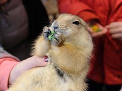 -藦茜花园宠物主题亲子互动体验馆(国顺东路店)