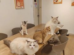 -有喵·猫咖·狗咖·40+猫狗有小奶狗(岗厦店)