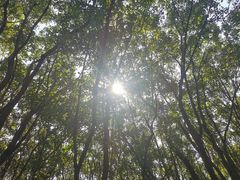 -同里国家湿地公园