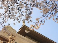 -武汉大学-樱园