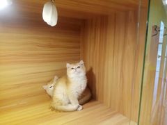 -猫十亿·布偶金渐层·曼基康矮脚猫舍(青年路店)