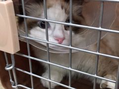 -伟伟宠物医院·CT影像中心·瑞派犬猫综合性门诊(汉口总院)