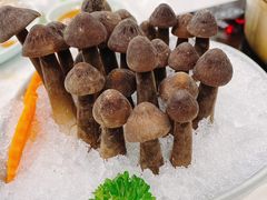 黑皮雞樅菌-十二春顶级锅物(泉亮花园店)