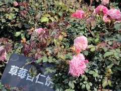 -立新湖公园